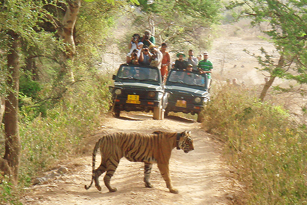 Golden Triangle with Tigers